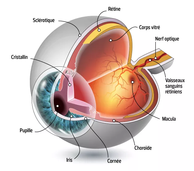 vision humaine